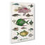 Various Fishes XXXIII by Oliver Goldsmith - Wrapped Canvas Painting Print-55370204