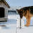 11L Pet Heated Water Barrel