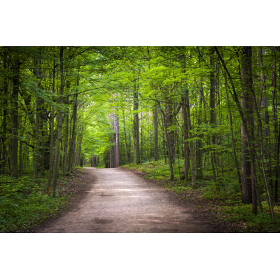 Hiking Trail In Forest by Elenathewise - Wrapped Canvas Print