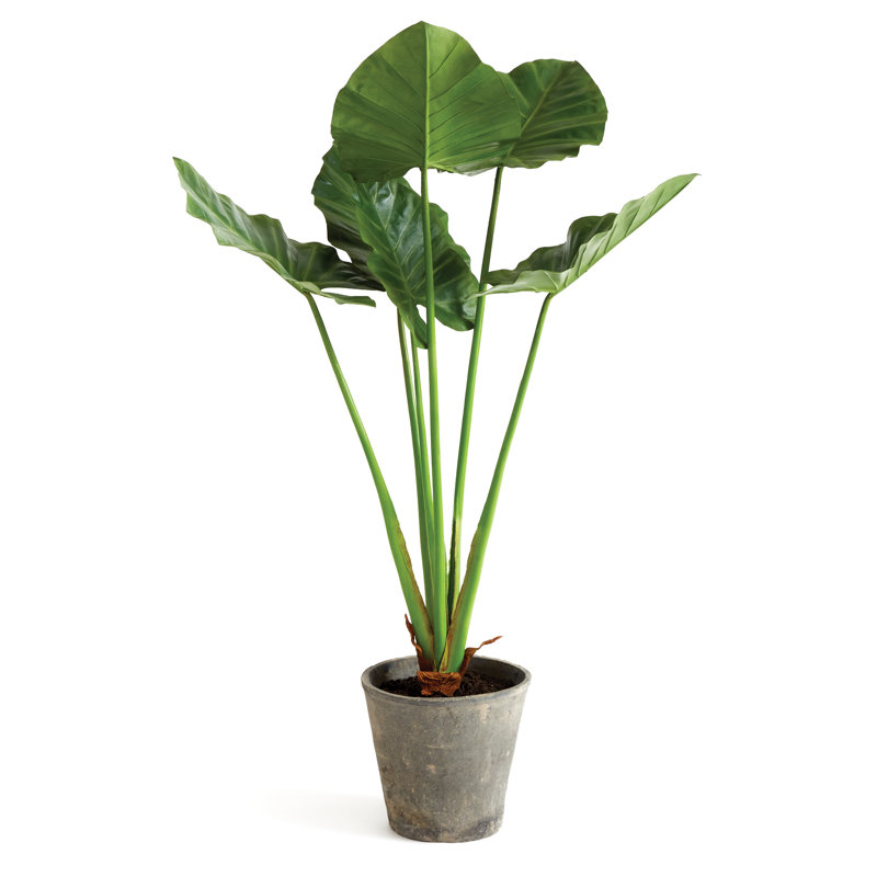 Faux Elephant Ear Plant in Ceramic Pot