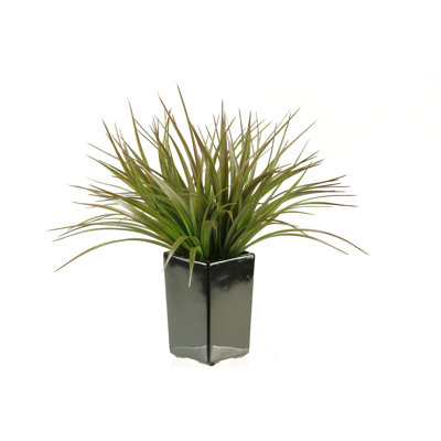 Herbe carrée en céramique en pot