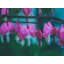Bleeding Hearts Print by Alan Scherer