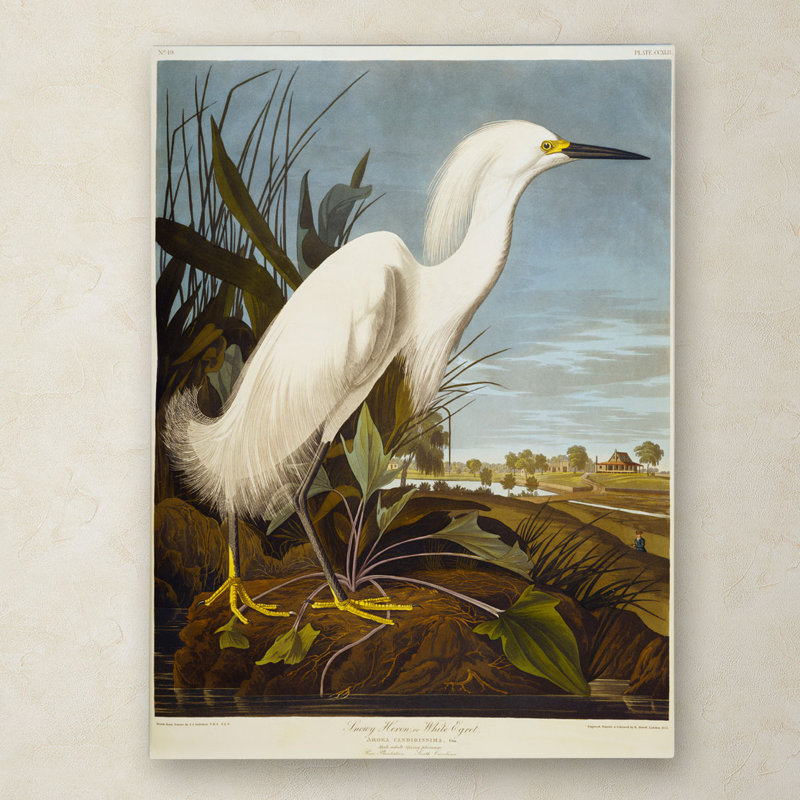 John Audubon - Cadre photo, reproduction d'art sur toile, H 47 po x l 35 po, Toile tendue