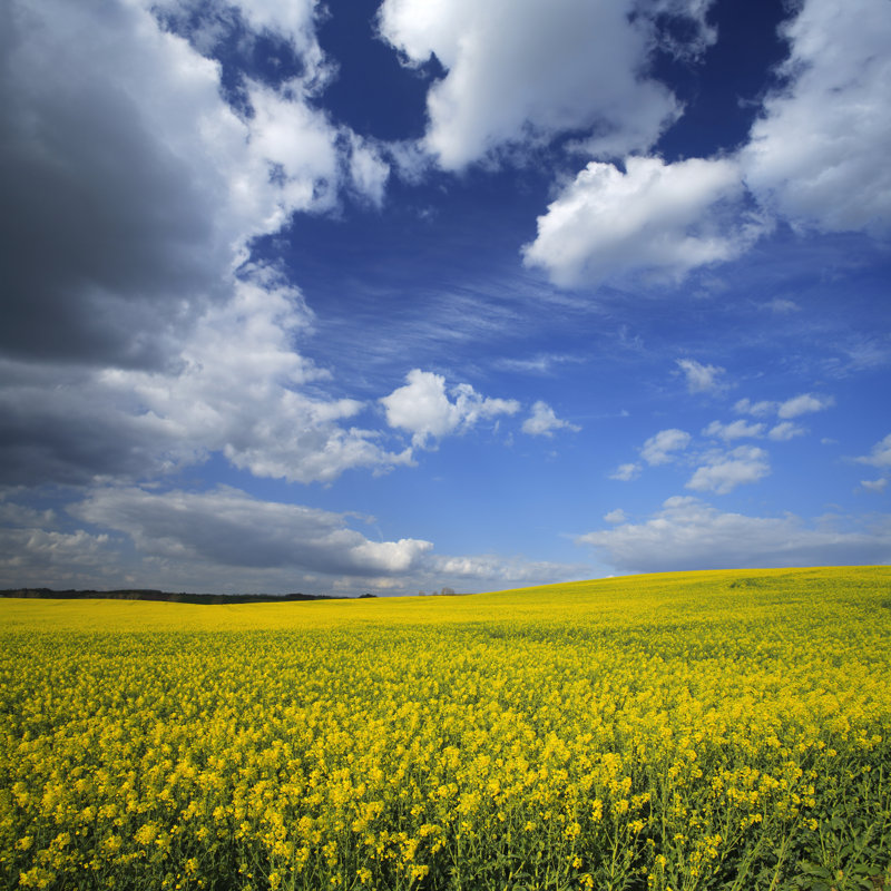 Canola Field by Avtg, 36" H x 36" W