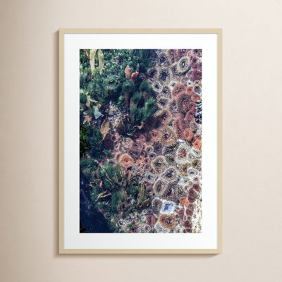 Daisey "Ocean Curiosities" Print