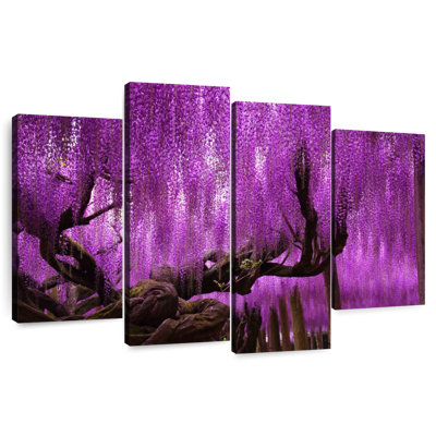 Saule Harnek Wisteria