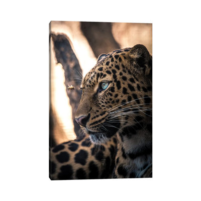 Leo View by Milos Karanovic - Wrapped Canvas Print