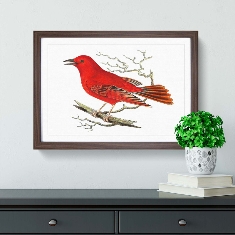 Mississippi Tanager Bird by George Shaw - Picture Frame Art Print, 27cm H x 36cm W x 2cm D, Walnut Framed