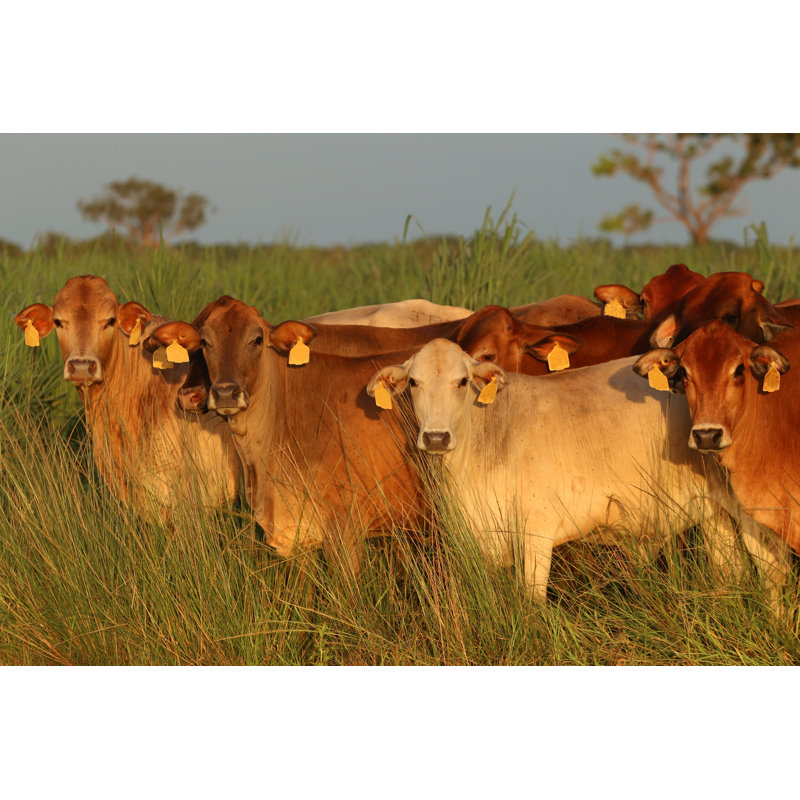 Beef Cattle - Wrapped Canvas Print, 30cm H x 46cm W x 3.8cm D