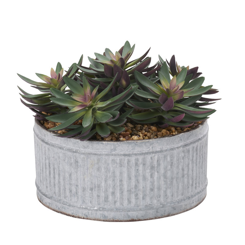 Pot à fleurs givré Echeveria