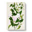 Bindweed Flowers by Sarah Featon - Wrapped Canvas-55304390
