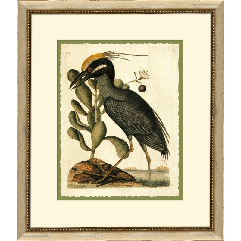 Catesbys Crested Bittern Print