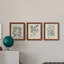 Antique Black and White Botanical VII - Ensemble de 3 reproductions d'art sur toile-282180060-282180063