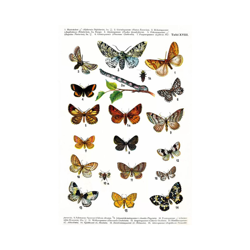 European Butterflies - Wrapped Canvas Print, 66.04 cm H x 45.72 cm W x 1.91 cm D
