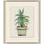 Aloe Pot 7 Print