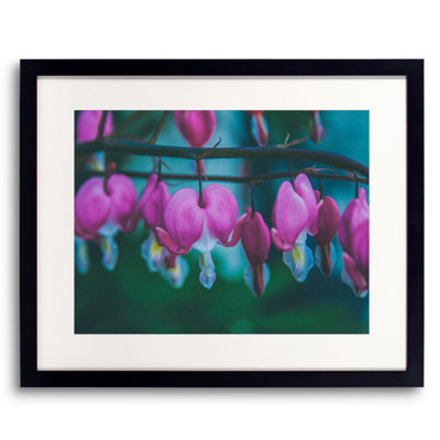 Bleeding Hearts Print by Alan Scherer