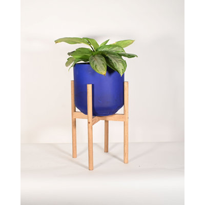 Upshining Live Foliage Plant in Wood Pot