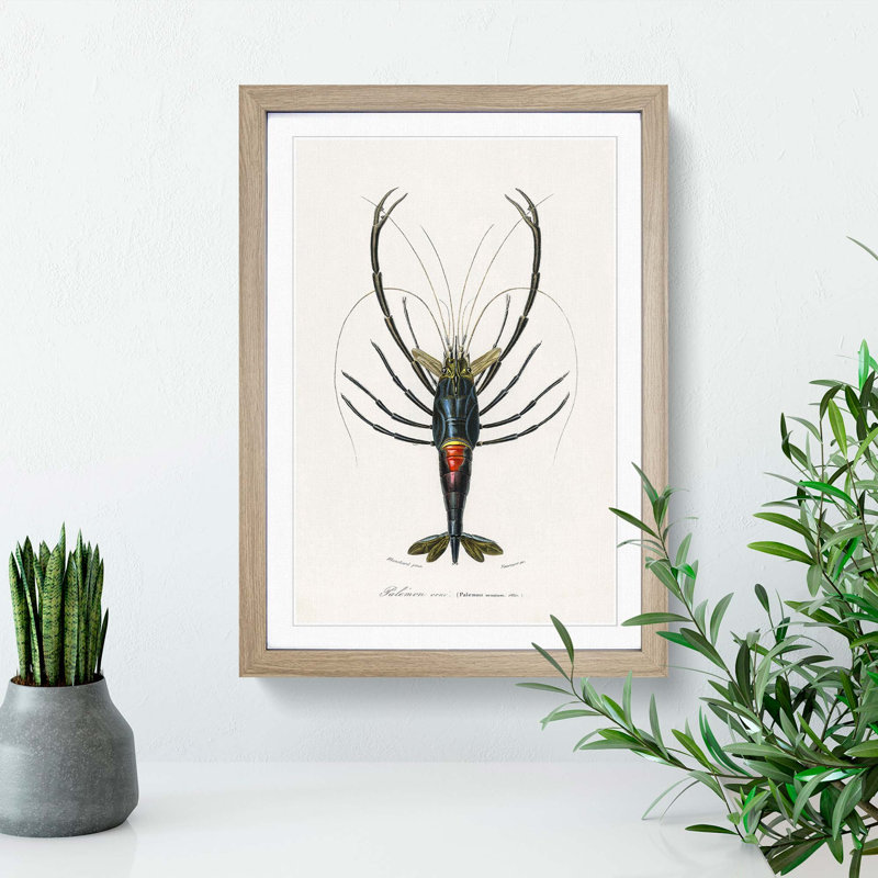 Crimson Crawfish Illustration by Charles D Orbigny - Framed Print, 65cm H x 48cm W x 2cm D, Oak Framed