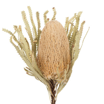 Dried Banksia Floral Stems