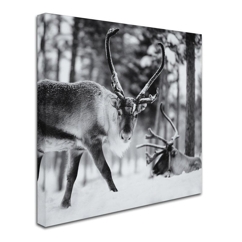 Shadarev «Reindeer», reproduction de photo sur toile tendue, H 18 po x l 18 po x P 2 po