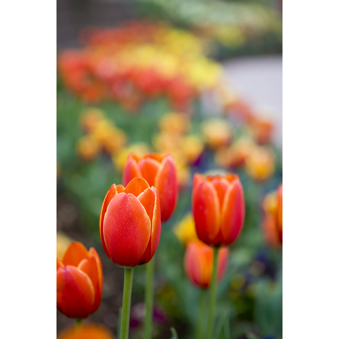 Feurige rote Tulpen von Avidcreative - Leinwandbild