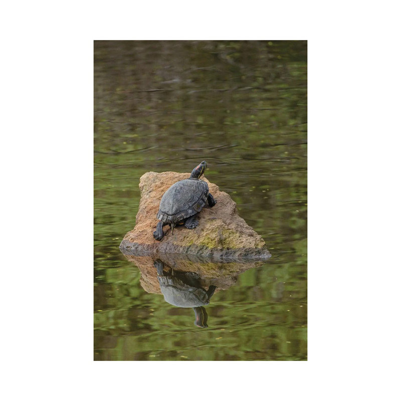 «Turtle On Rock» par Louis Ruth - Toile tendue avec châssis sur toile, H 18 po x l 12 po x 1,5 po