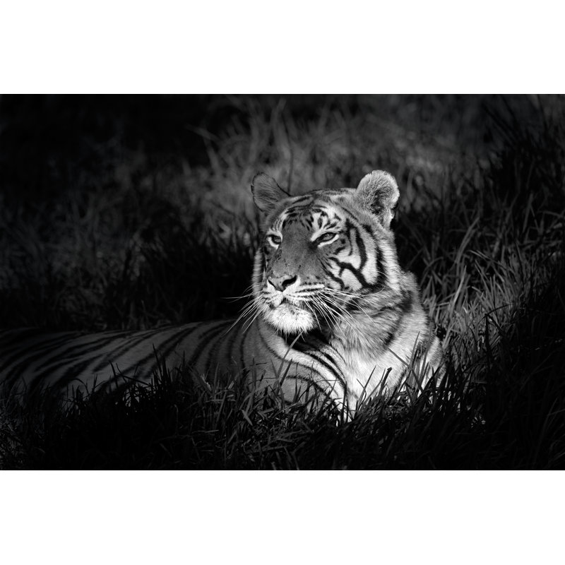 Thangool Bengal Tiger - Wrapped Canvas Print, 61cm H x 91cm W x 3.8cm D