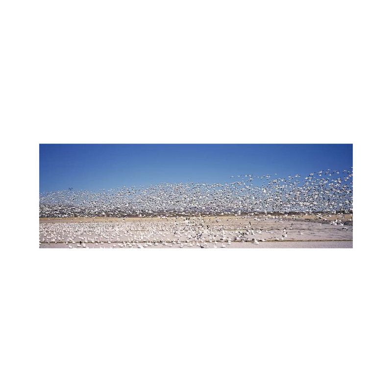 Flock Of Snow Geese Flying, Bosque Del Apache National Wildlife Reserve, Socorro County, New Mexico, USA - Wrapped Canvas Panoramic Print