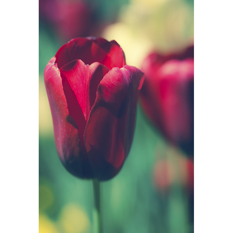 Tulip Sway I by Sonja Quintero - Art Prints on Canvas, 122cm H x 81cm W x 3.8cm D