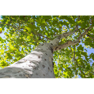 Platan Tree - Wrapped Canvas Print