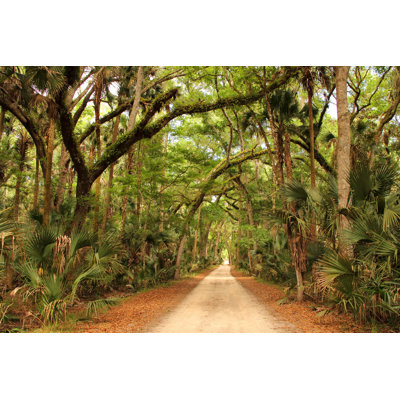 «Historic Plantation Road» par Wilsilver77 - Photographie sur toile tendue