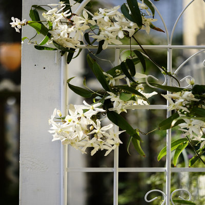 Treillis de jardin en métal 71 po x 19,7 po, antirouille, blanc crème, instructions d'assemblage simples pour les jardins, méthode sans effort rouille et crémeuse