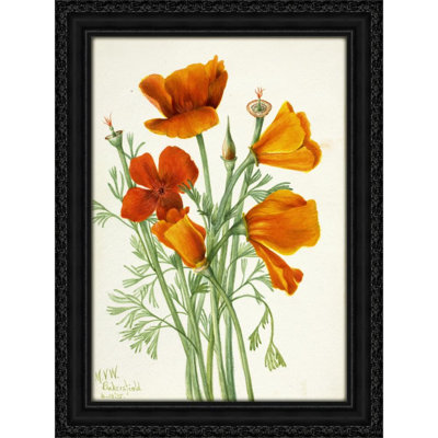 California Poppy (Eschscholtzia californica) (1935)