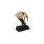 Saber Tooth Tiger Skull-42650008