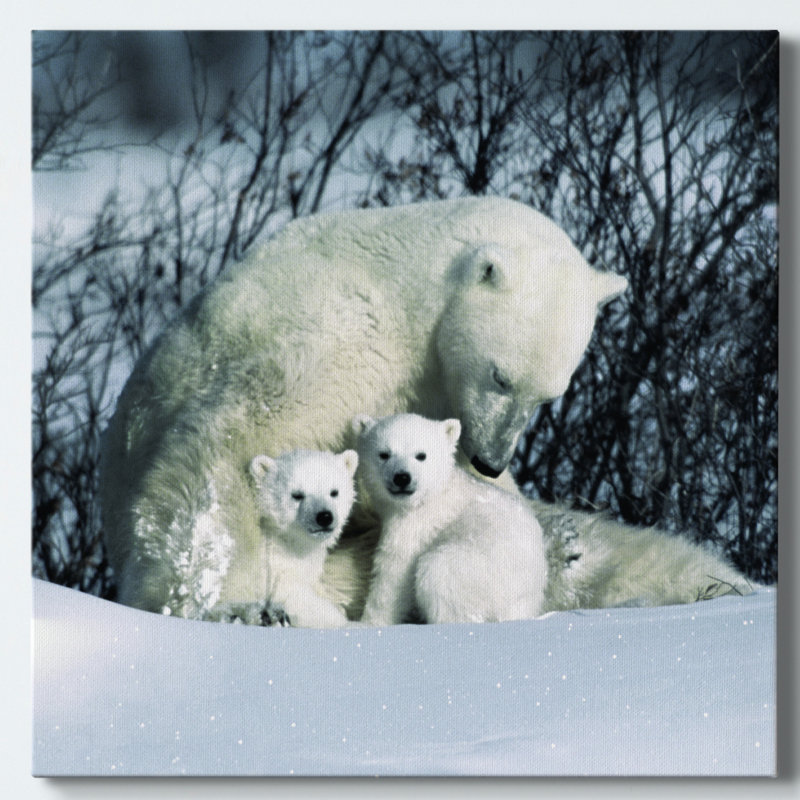 Winter Snuggle - Photographie sur toile tendue, H 32 po x l 32 po x P 1 po