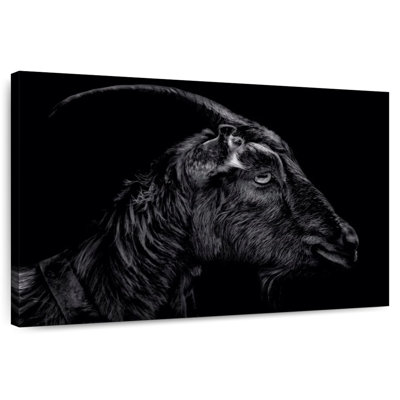 Monochrome Horned Goat
