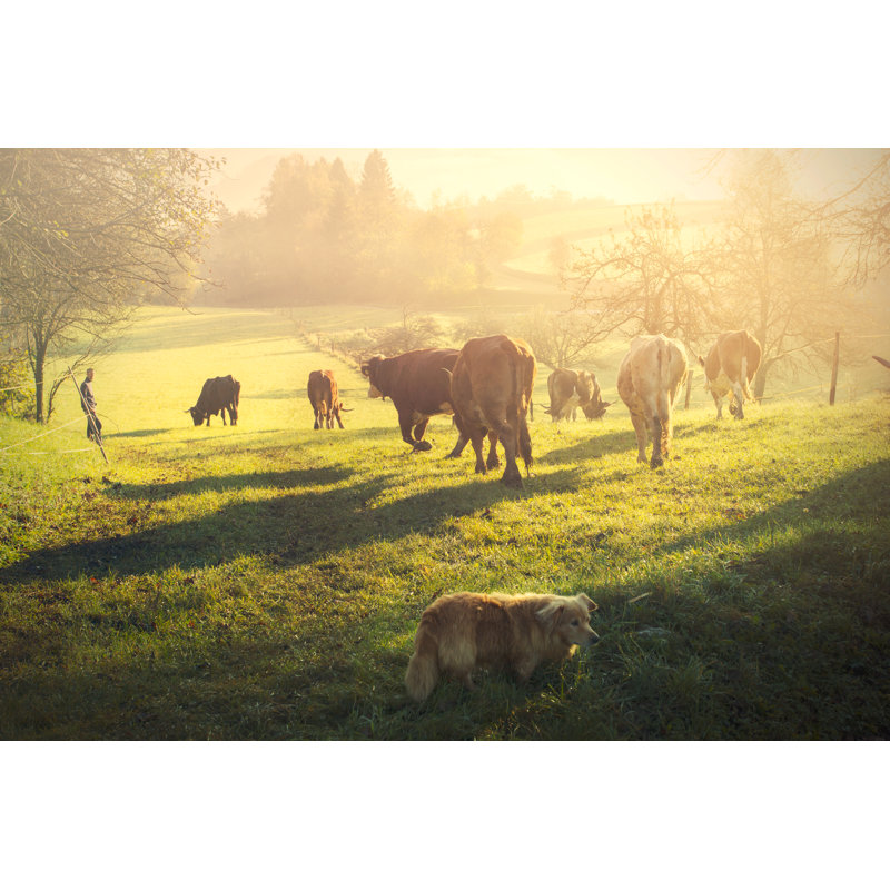Vrysoules Cows And Sunrise by Elenasendler - Wrapped Canvas Print, 30cm H x 46cm W x 3.8cm D