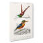 Kingfisher & Hummingbird by Charles D Orbigny - Wrapped Canvas-55363194