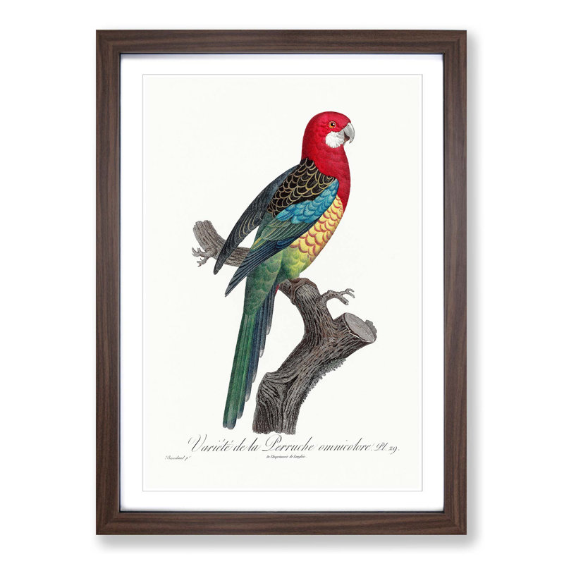 A Eastern Rosella Parrot by F. Levaillant - Framed Print, Walnut Framed, 63cm H x 45cm W x 2cm D