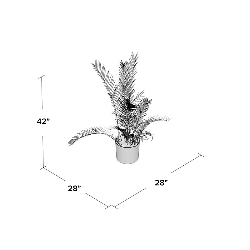 Areca Palm Tree in Pot, 42" H x 28" W x 28" D