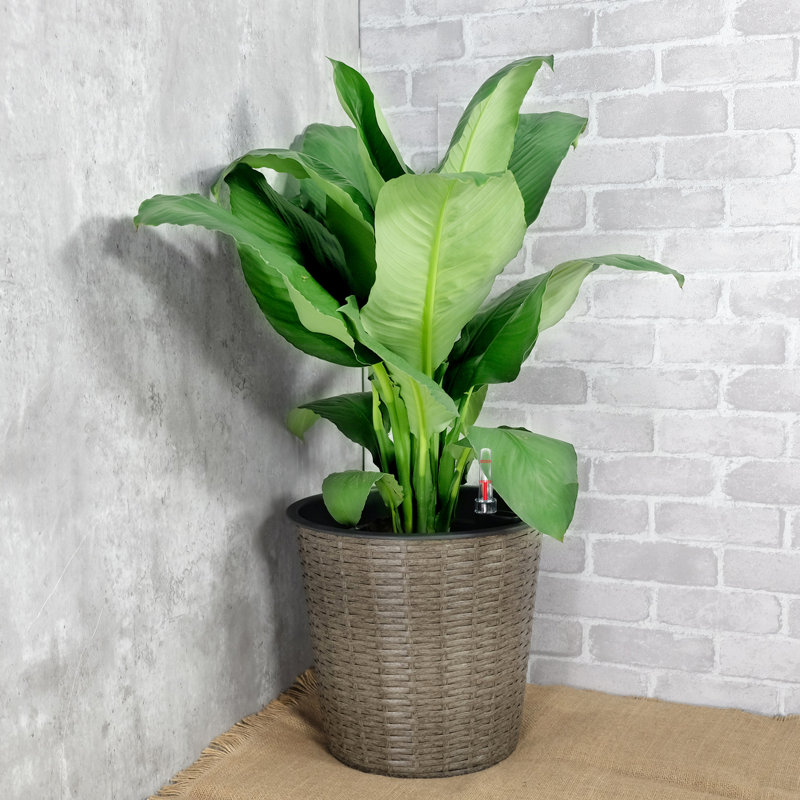 Jardinière décorative à arrosage automatique de 13,4 po Verleen