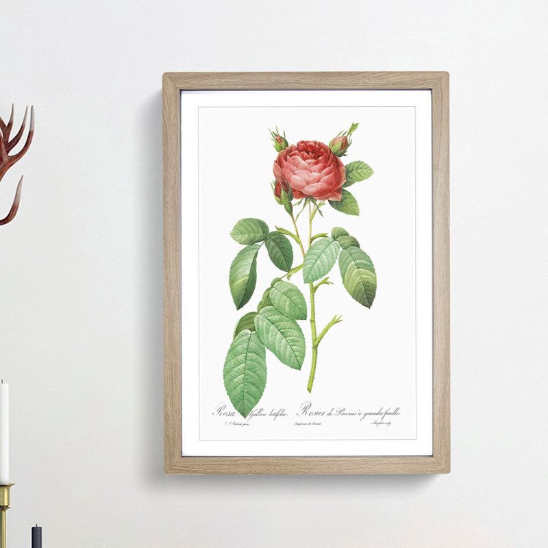 Red Gallic Rose by Pierre-Joseph Redoute - Picture Frame Painting Print, 48cm H x 36cm W x 2cm D, Oak Framed
