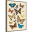 "Collection Flutter II" par Victoria Barnes, reproduction d'art sur toile encadrée-2082570940
