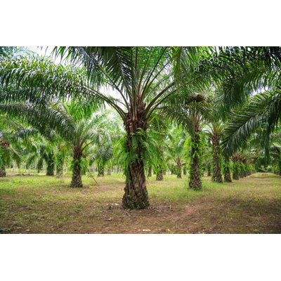 «Palm Oil Plantation» par Khunjompol - Photographie sur toile tendue
