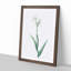 Tall-Bearded Iris by Pierre-Joseph Redoute - Picture Frame Art Print-55640396-55640397