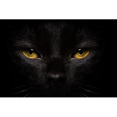 Halloween Black Cat - Wrapped Canvas Print