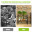 Plant Stand