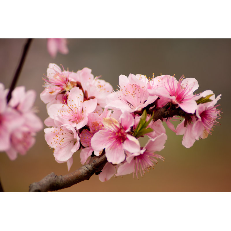 Fleurs de pêche d'Orderville par Wenmingming, H 8 po x l 12 po