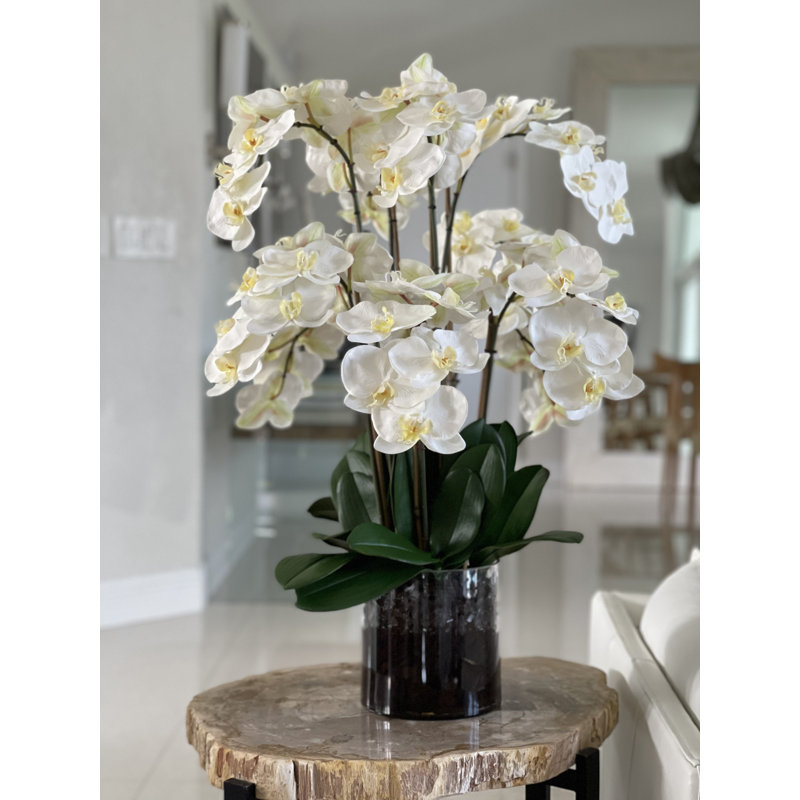 Blooming Orchid in Vase, White