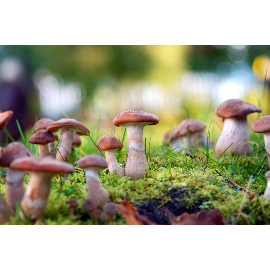 Wild Mushrooms von Photoggin - Kunstdrucke auf Leinwand ohne Rahmen